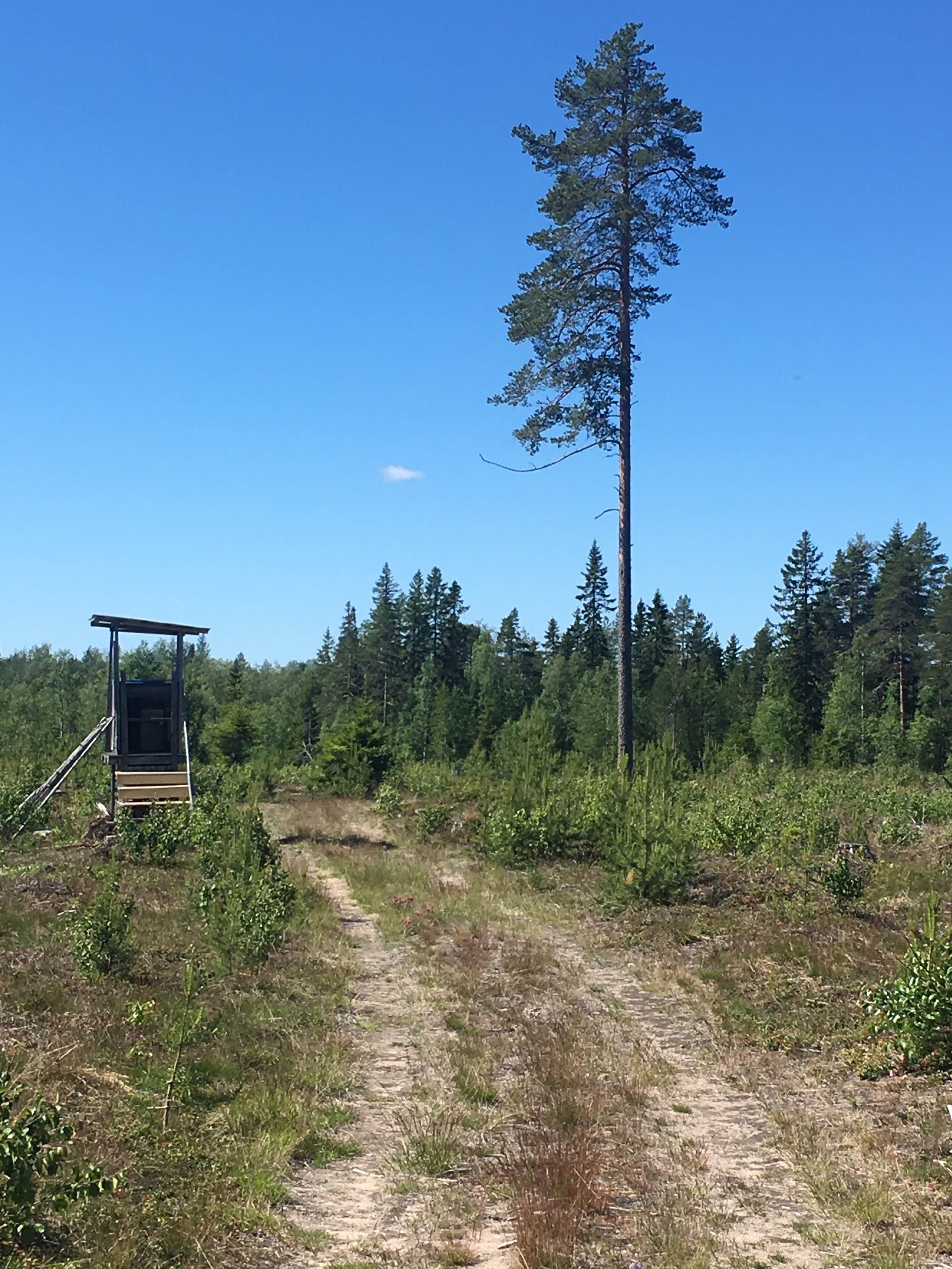eksirÃ¤nnak-rootsis-E4-kÃµrval.JPG