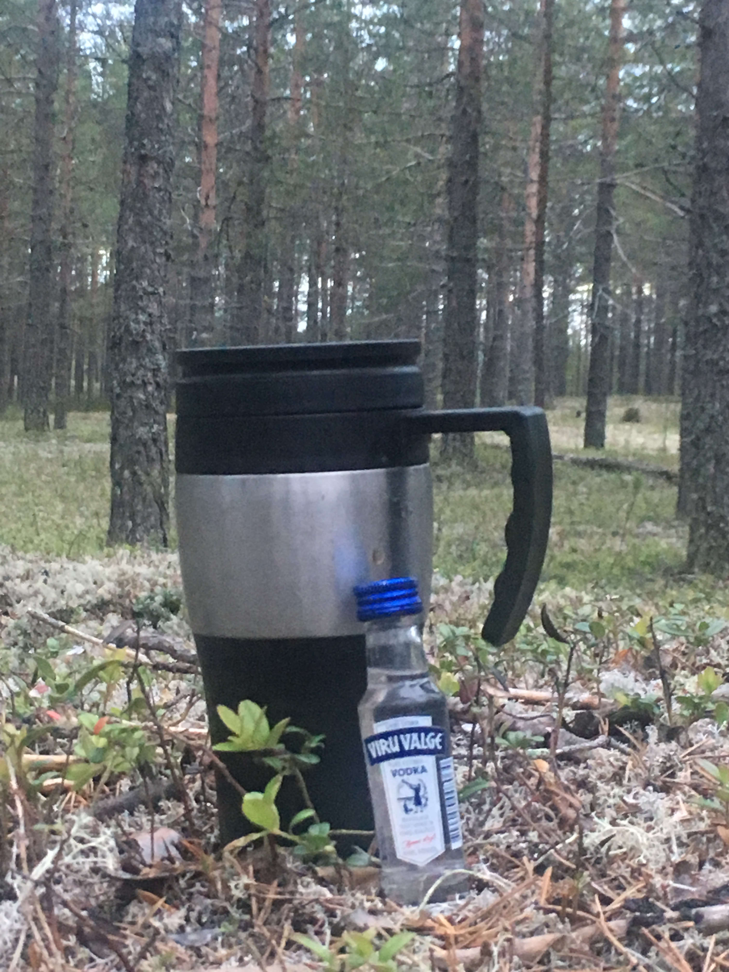 viruvalgeke-mÃ¤nnimetsas.JPG